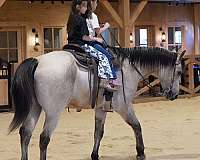 beginner-quarter-horse