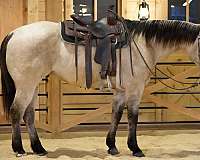 athletic-quarter-horse