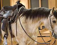flashy-quarter-horse