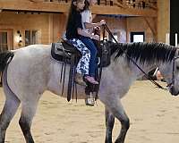 kid-safe-quarter-horse