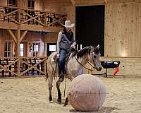 ranch-quarter-horse