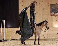 ranch-work-quarter-horse
