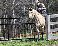 roping-quarter-horse
