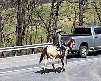 show-quarter-horse