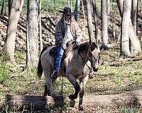 western-riding-quarter-horse