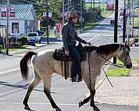 working-cattle-quarter-horse