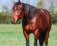 athletic-quarter-horse