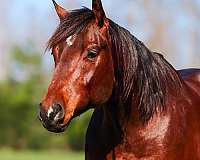 calf-roping-quarter-horse