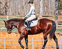 jumping-quarter-horse