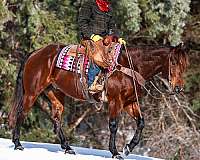 performance-quarter-horse