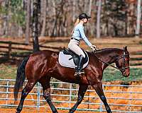 ranch-quarter-horse