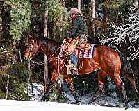 ranch-versatility-quarter-horse