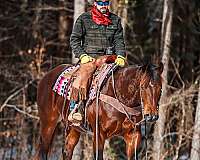 ranch-work-quarter-horse