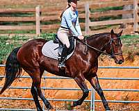 ridden-english-quarter-horse