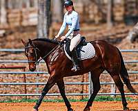 ridden-western-quarter-horse