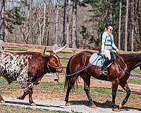 roping-quarter-horse