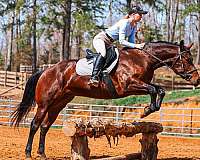 show-quarter-horse