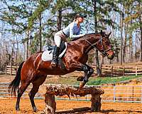 trail-quarter-horse