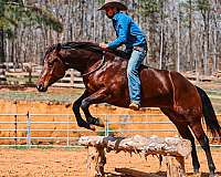 trail-riding-quarter-horse
