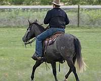 athletic-quarter-horse