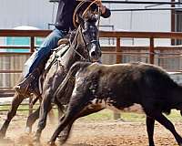 calf-roping-quarter-horse