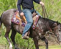 flashy-quarter-horse