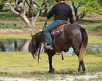 kid-safe-quarter-horse