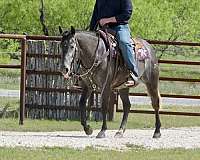 lesson-quarter-horse