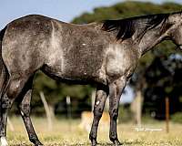 performance-quarter-horse