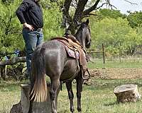 ranch-quarter-horse