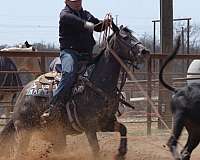 ranch-work-quarter-horse