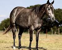 ranch-versatility-quarter-horse
