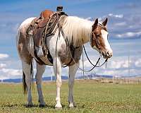 flashy-paint-horse