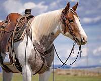 husband-safe-paint-horse