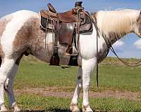 performance-paint-horse