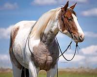 ranch-paint-horse
