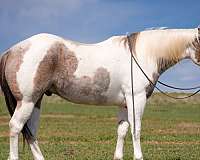 ranch-versatility-paint-horse