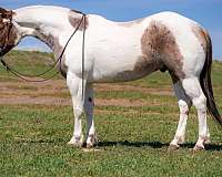 ranch-work-paint-horse