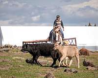 trail-paint-horse
