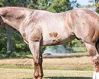 trail-riding-paint-horse