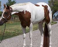 western-riding-paint-horse
