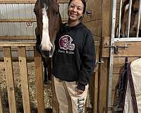 standardbred-horse-for-sale