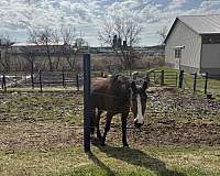 standardbred-gelding