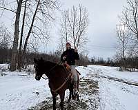 standardbred-horse