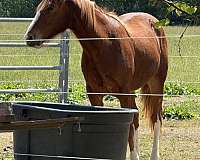 2-year-old-standardbred-horse