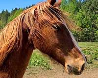 belgian-standardbred-horse