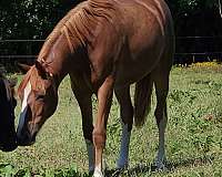 2-year-old-gelding