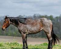 athletic-quarter-horse