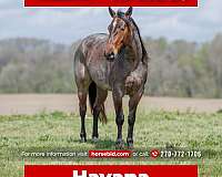 all-around-quarter-horse