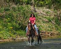 calf-roping-quarter-horse